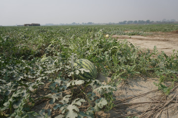 भारतीय किसानले राप्ती बगरमा फलाए १ करोडको खरबुजा, जग्गाधनी रमिते